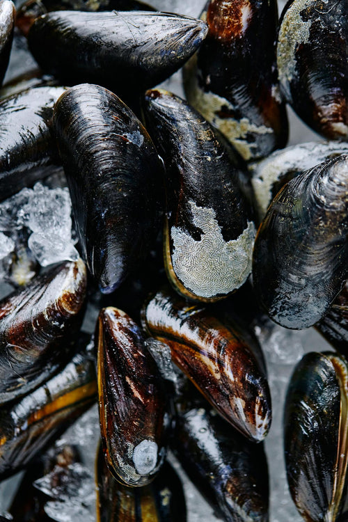 Green Lipped Mussel Oil